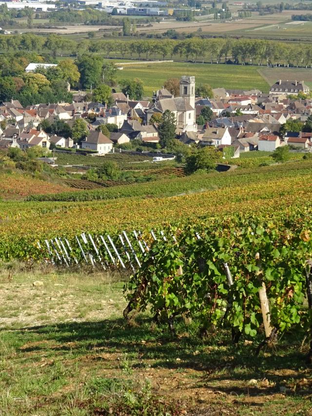 Vignes Pommard Automne 1