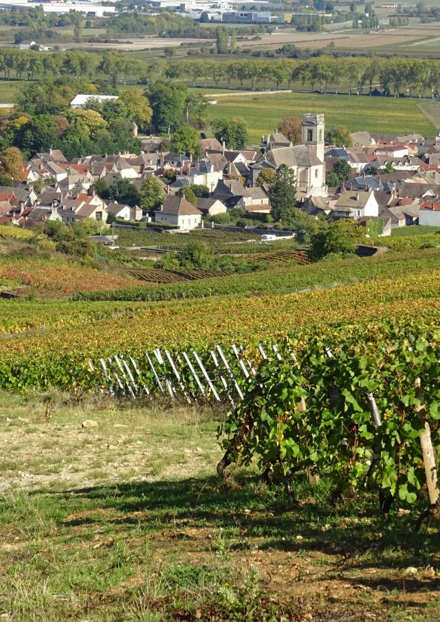 Vignes Pommard Automne 1