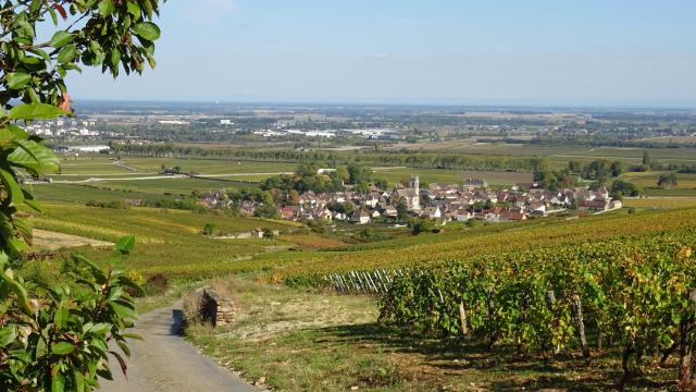 vides-pommard-otoño-3