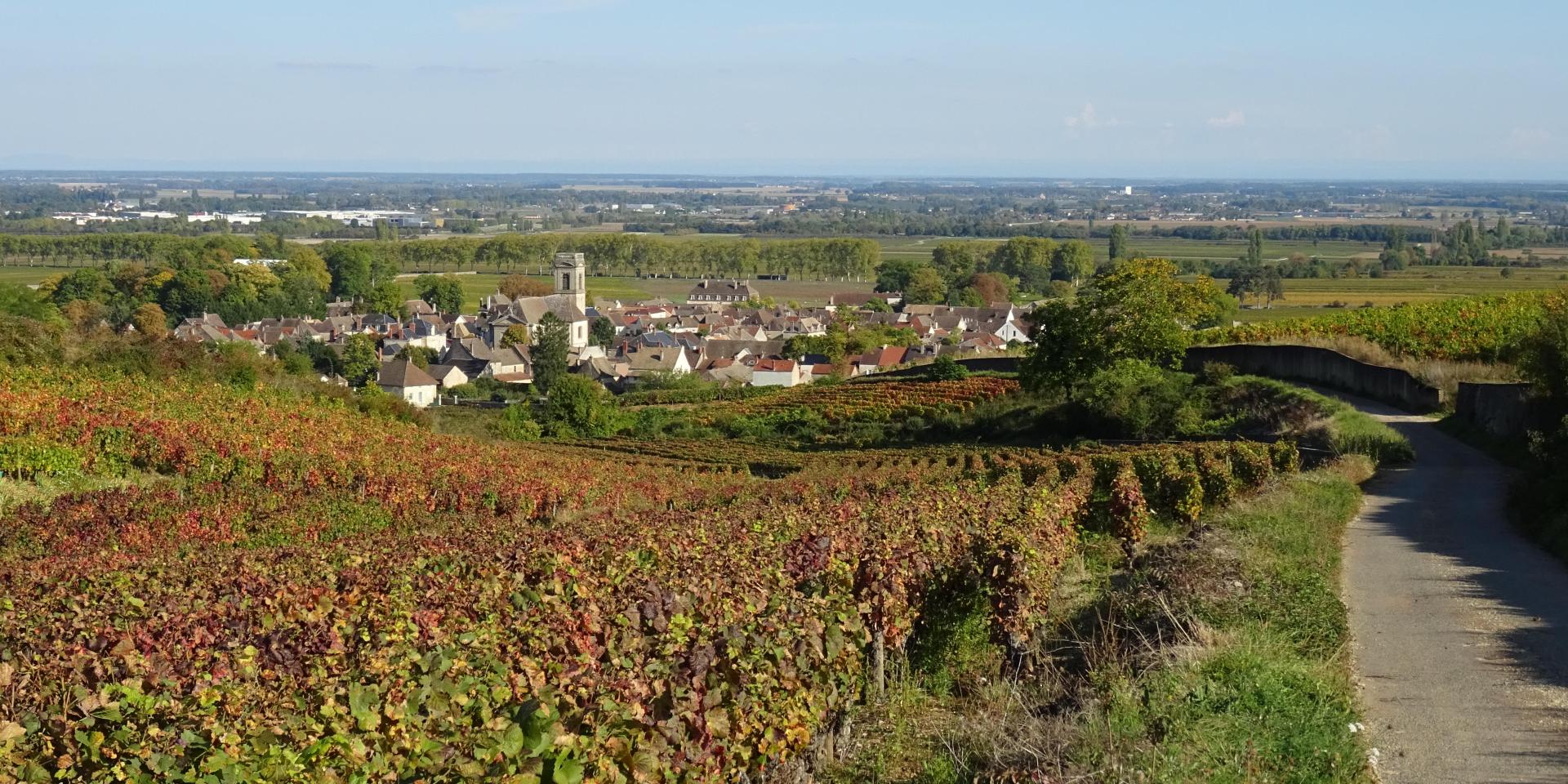 Vignes Pommard Automne 5