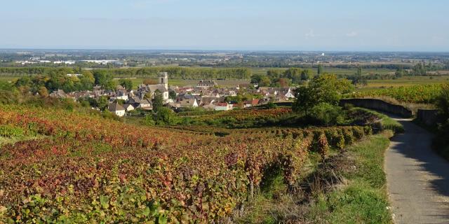 vides-pommard-otoño-5