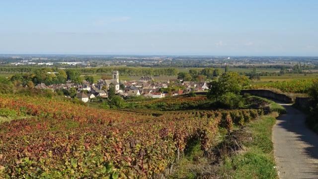 Vignes Pommard Automne 5