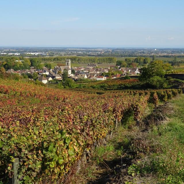 vides-pommard-otoño-5