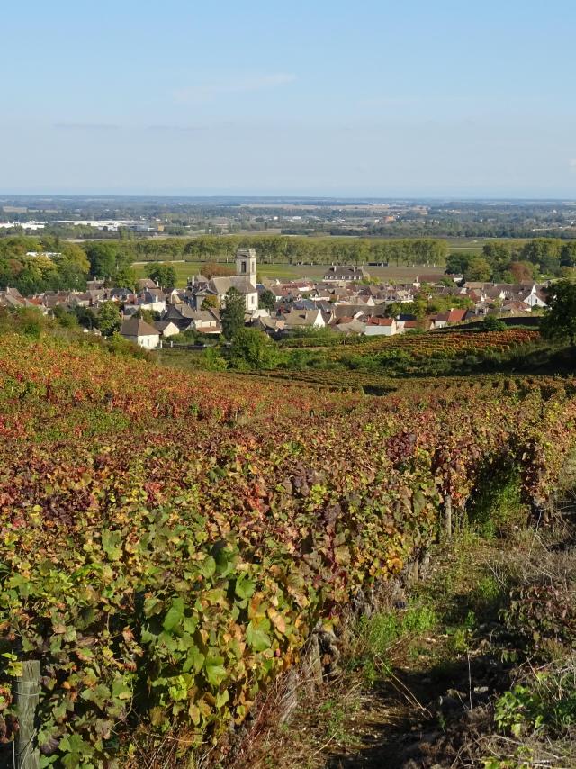 vignes-pommard-automne-5