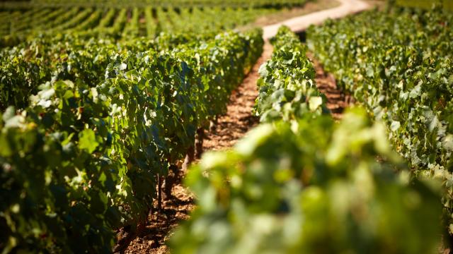 vignes-prosper-maufoux-2