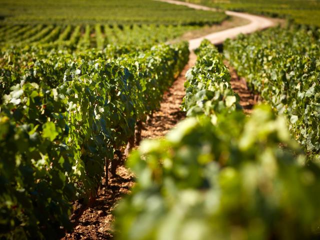vignes-prosper-maufoux-2