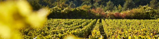 Vignes Prosper Maufoux