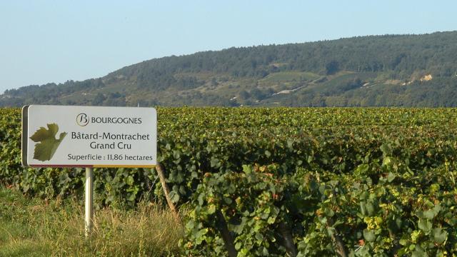 Batard Montrachet Panneau