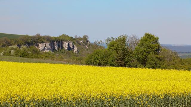 baubigny-colza