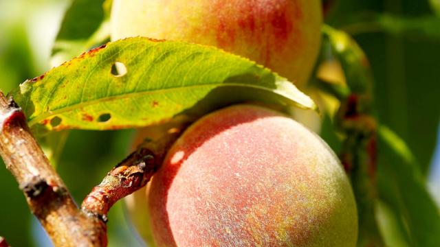baubigny-fruits-2