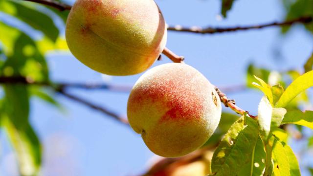 baubigny-fruits