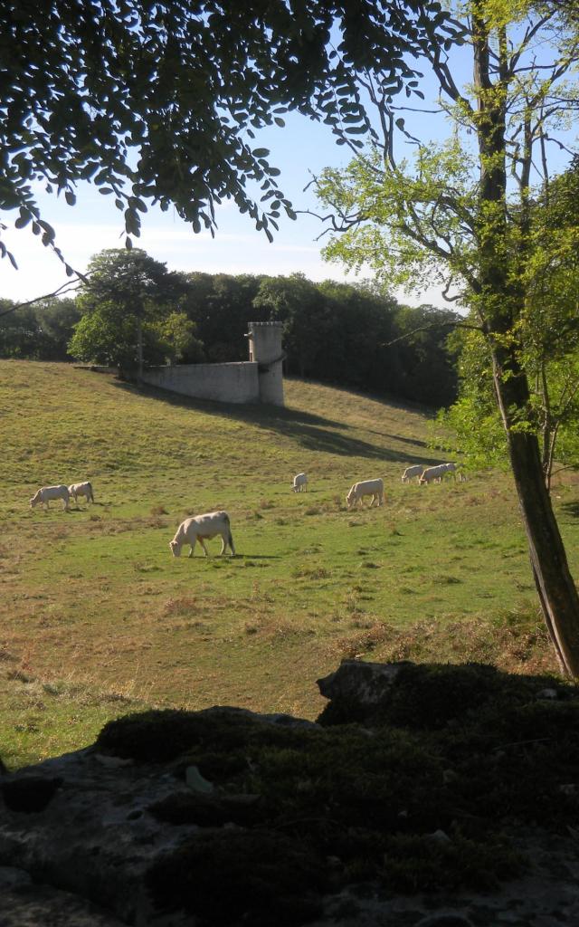 bouze-les-beaune-vache