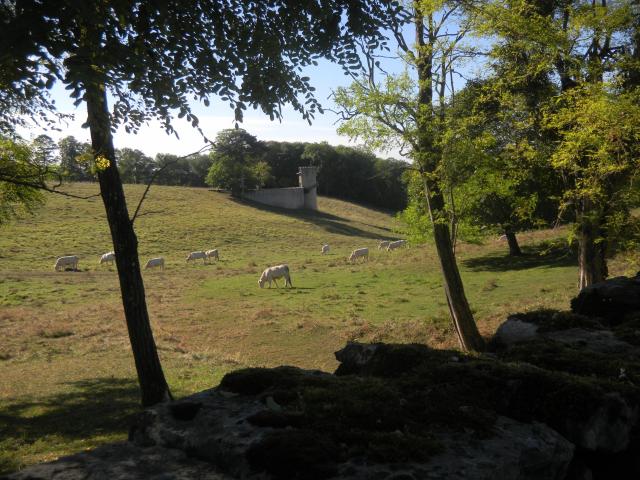 bouze-les-beaune-vache