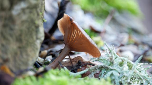 Change Champignon