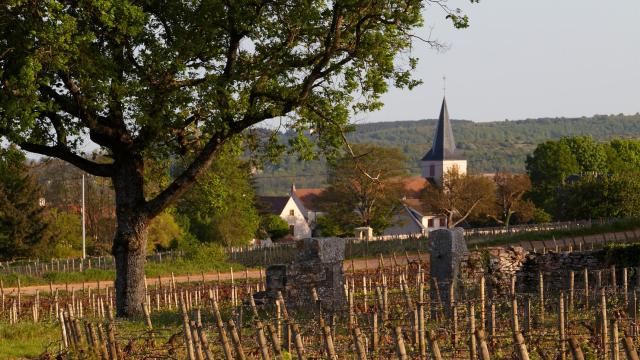 Chassagne Montrachet Eglise
