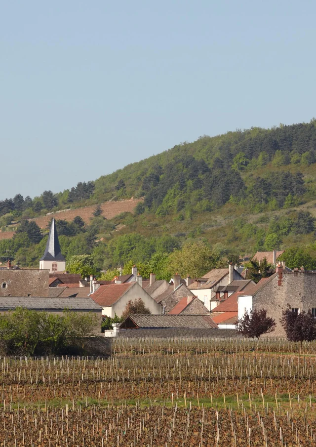Chassagne Montrachet Village