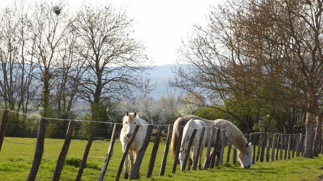cheval-ebaty