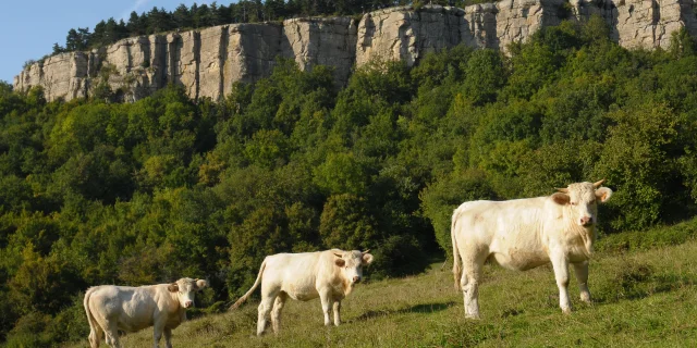 falaise-vache-vauchignon