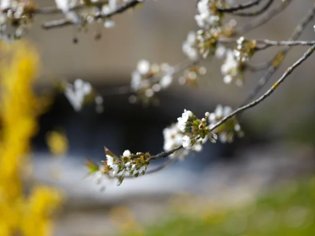 ladoix-serrigny-fleur-spring