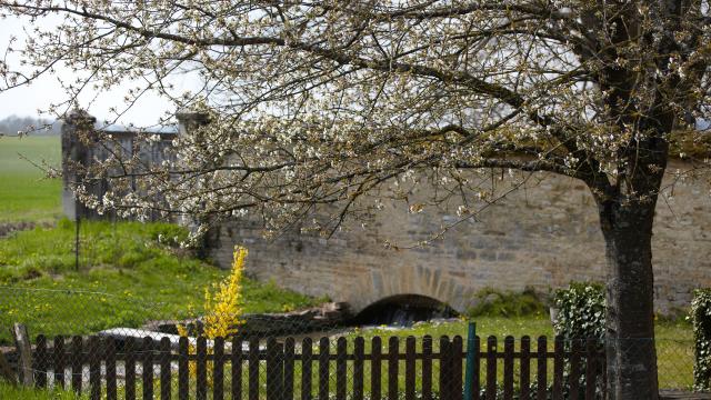 ladoix-serrigny-printemps-champs