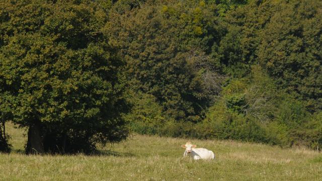 meloisey-mavilly-nantoux-champs-ete-vache