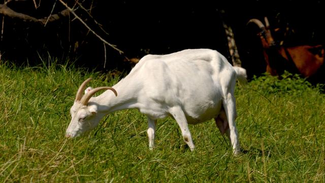 meloisey_mavilly-nantoux-chevre