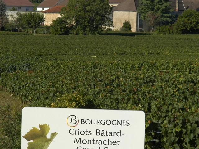 montrachet-criots-panneau