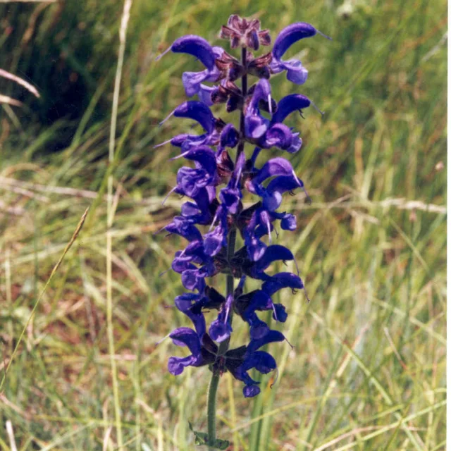 nantoux-fleur