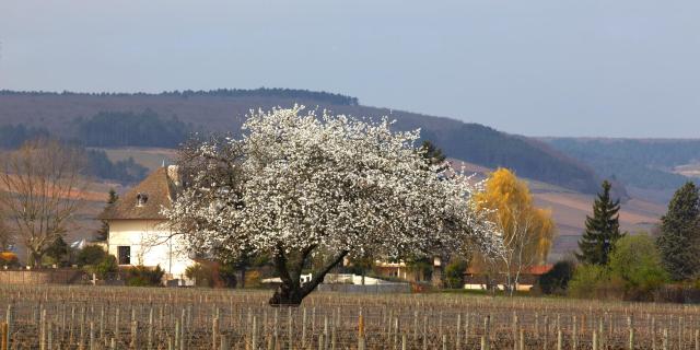 lente-vignes-chorey