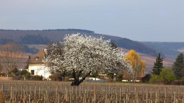 primavera-vignes-chorey