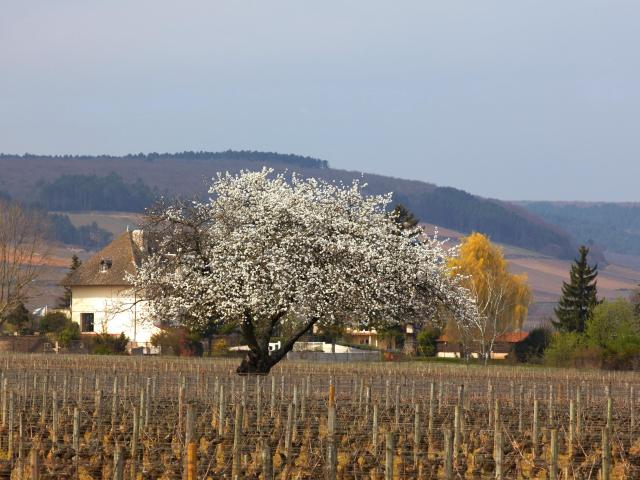 lente-vignes-chorey