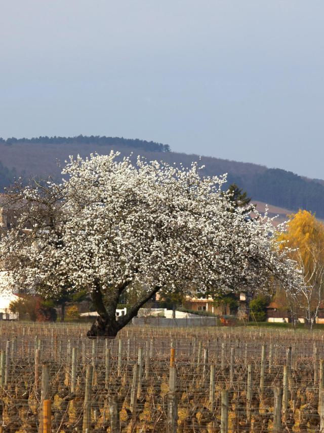 Printemps Vignes Chorey