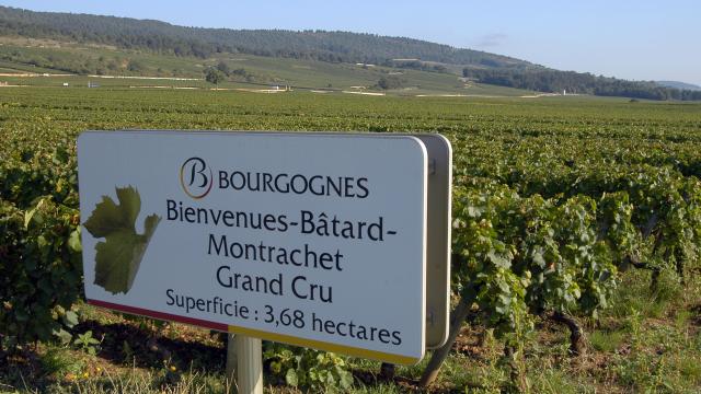 puligny-montrachet-Panel