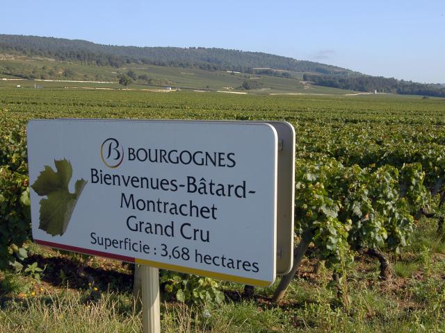 puligny-montrachet-panel