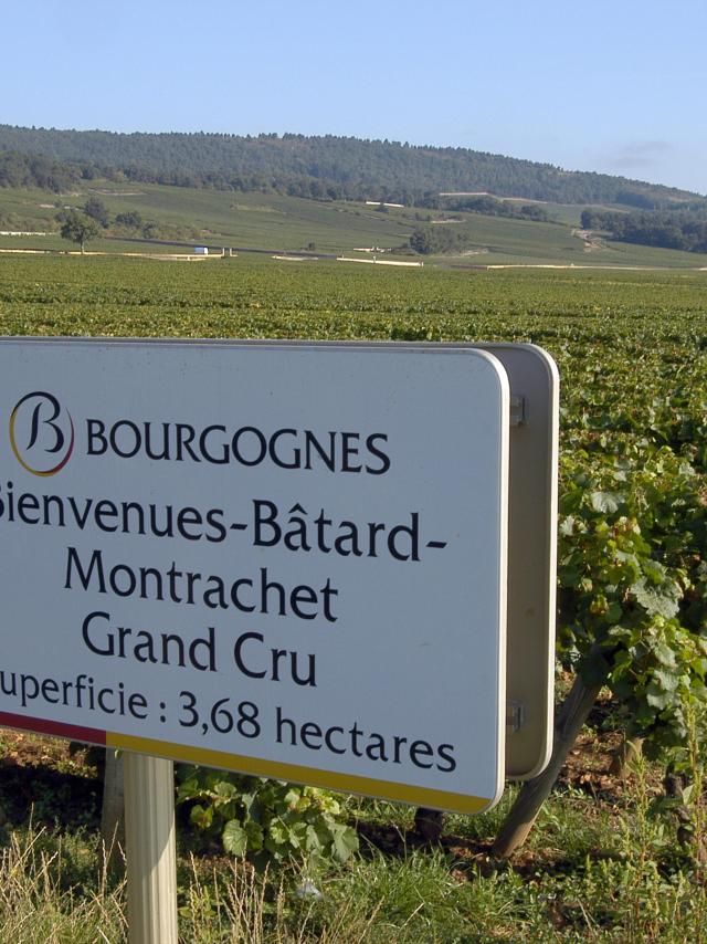 puligny-montrachet-Panel