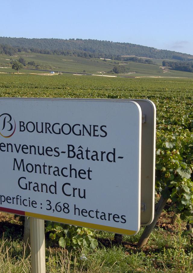 puligny-montrachet-panel