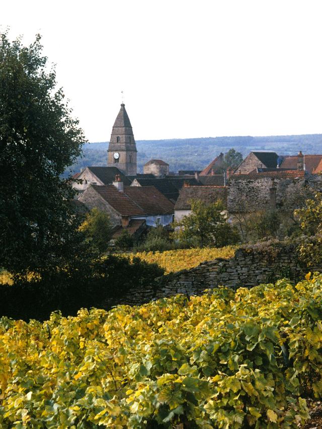 Saint Aubin Vignes Automne