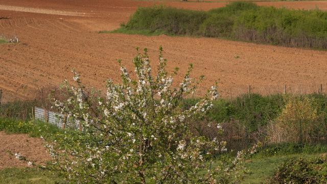 saint-aubin-vignes-spring