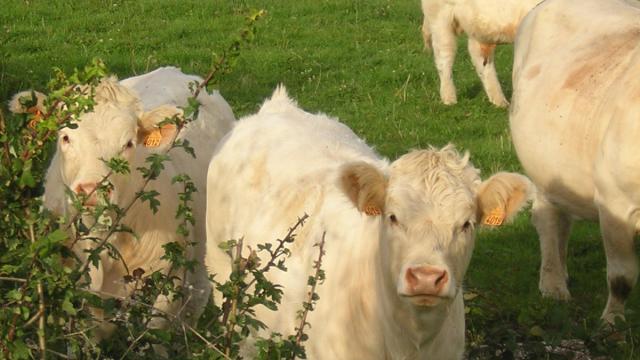 santosse-vache