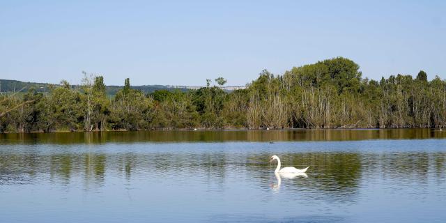 tailly-lac-cygne