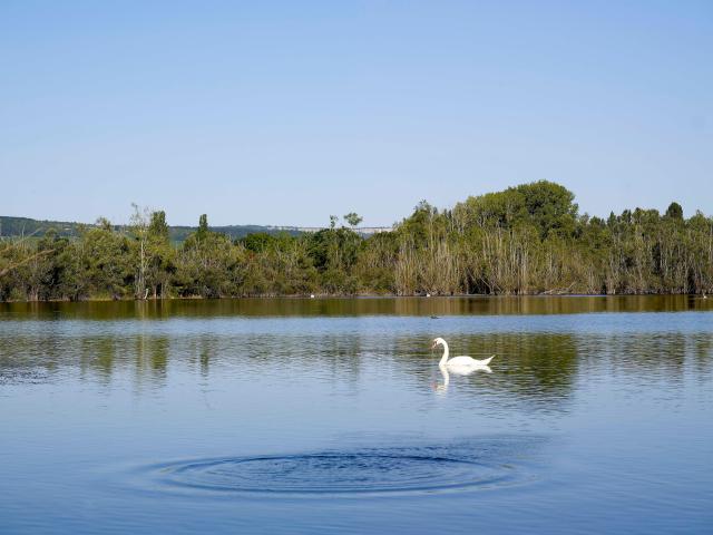 tailly-lac-cygne