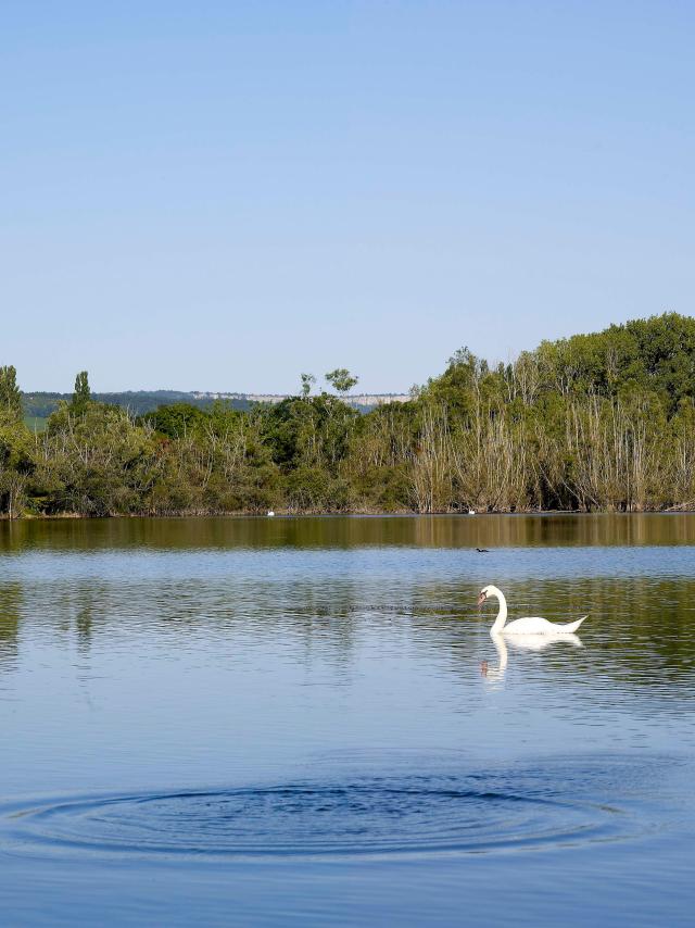 Tailly Lac Cygne