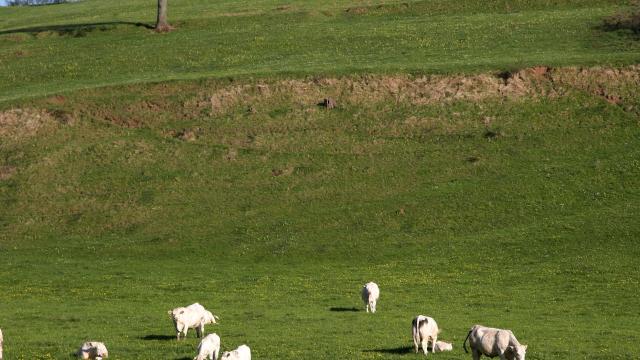 val-mont-vache