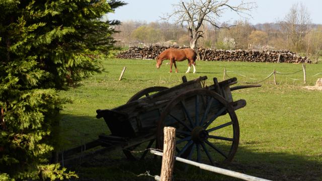 vignoles-cheval