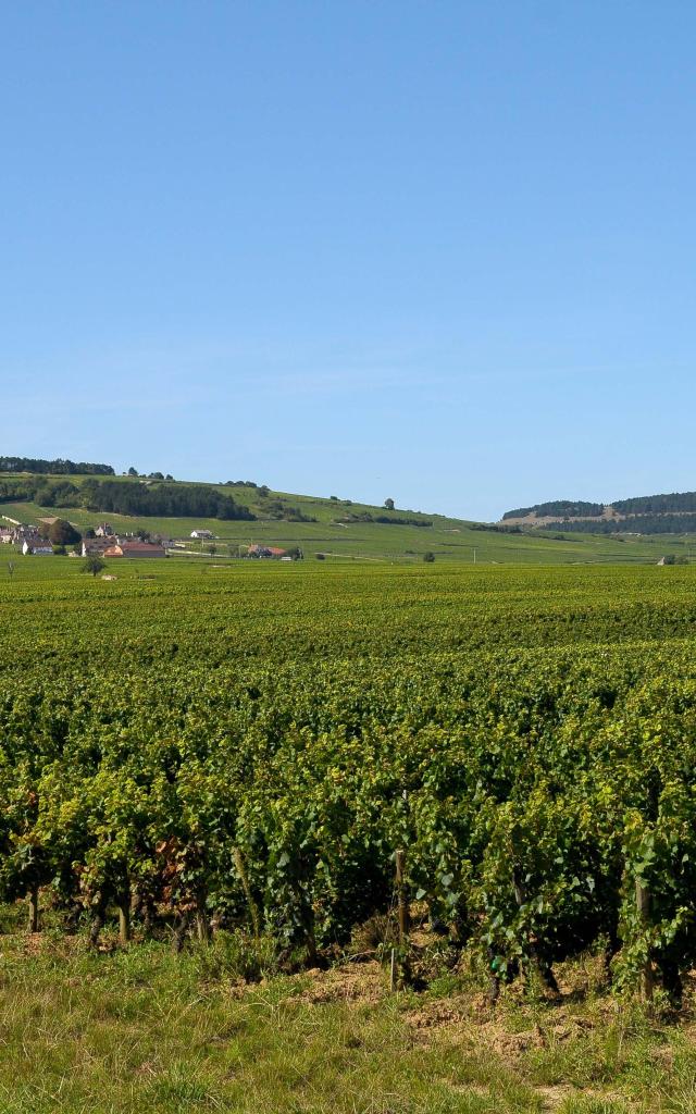 volnay-vigne