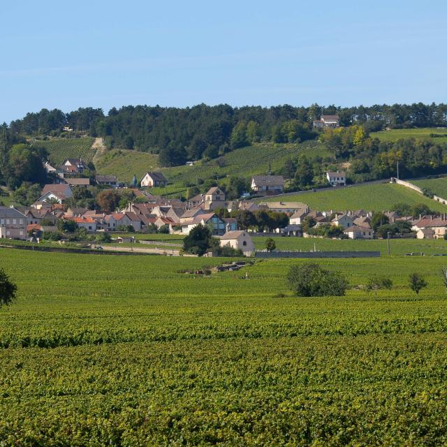 volnay-vigne-village