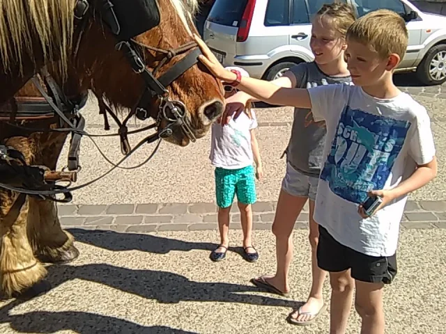 Attelage Beaune passion - Enfant