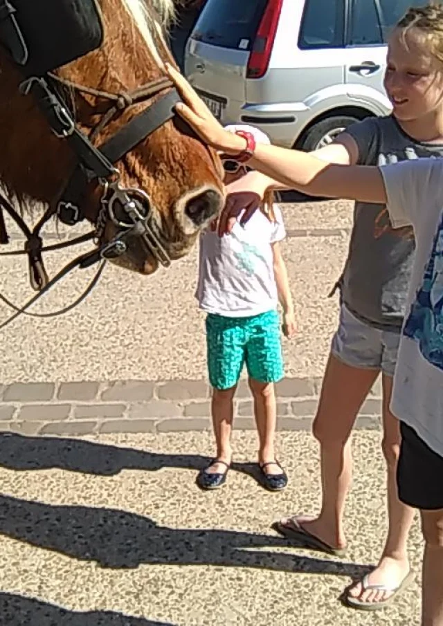 Attelage Beaune passion - Enfant