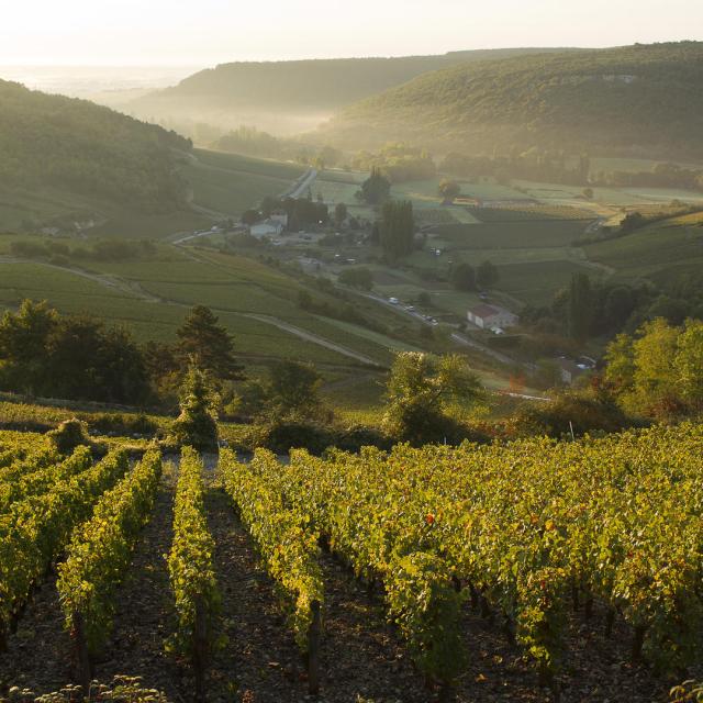Vue des vignobles à partir d'une montgolfière