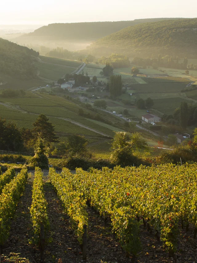 Vue des vignobles à partir d'une montgolfière